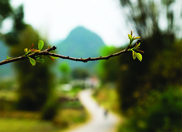 GÓC CHIA SẺ: CHIẾC LÁ