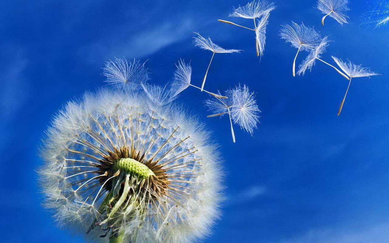 CHỈ LÀ MỘT NẮM TRO