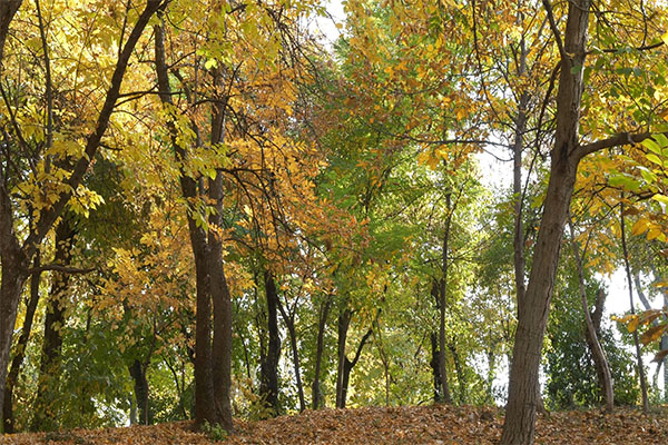 GÓC CHIA SẺ: THÁNG CHÍN