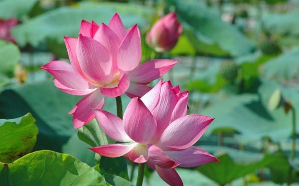 GÓC CHIA SẺ: GẦN