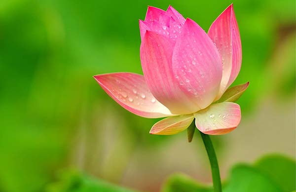 GÓC CHIA SẺ: TẠM