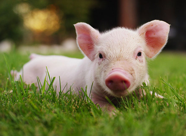 GÓC CHIA SẺ: CON HỢI