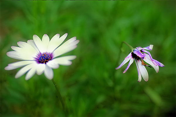 GÓC CHIA SẺ: CHỚ