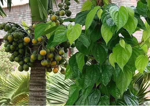 GÓC CHIA SẺ: CÂY CAU