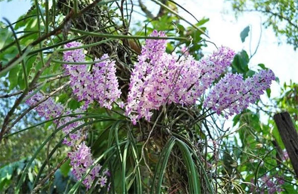 GÓC CHIA SẺ: HOA LAN RỪNG