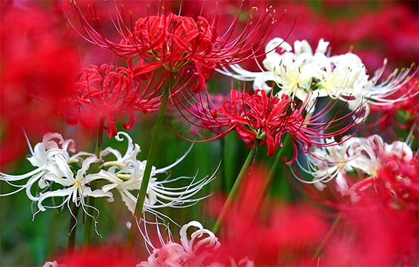 GÓC CHIA SẺ: KHOẢNG DỪNG