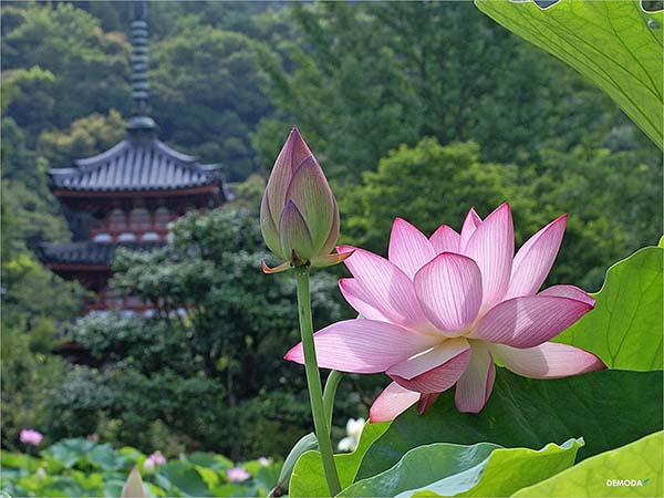 GÓC CHIA SẺ: HƯƠNG