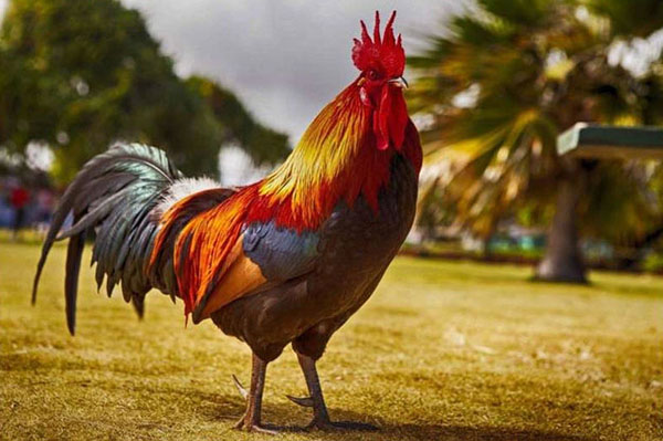 GÓC CHIA SẺ: CHÚ DẬU